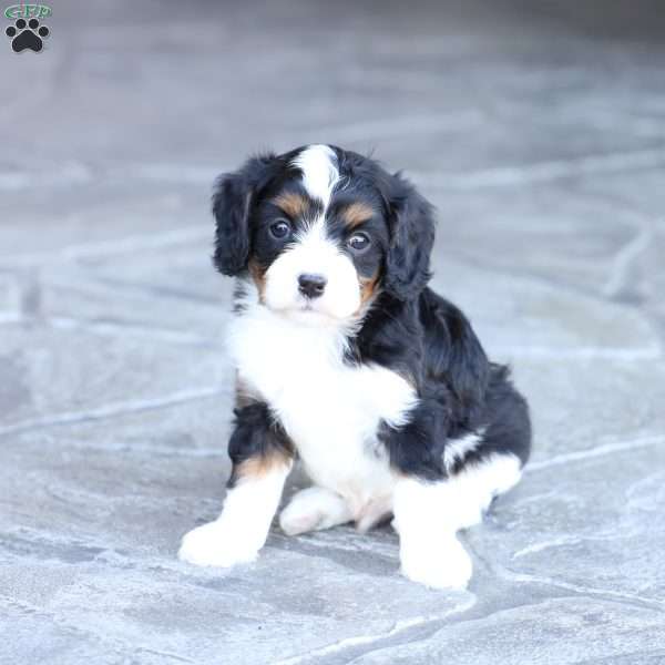 Scout, Cavapoo Puppy
